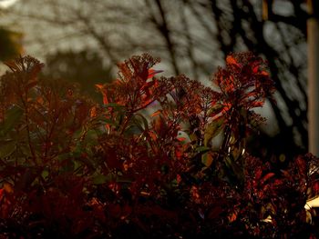 Close-up of autumn leaves on tree