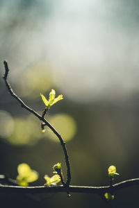 Close-up of yellow flowering plant