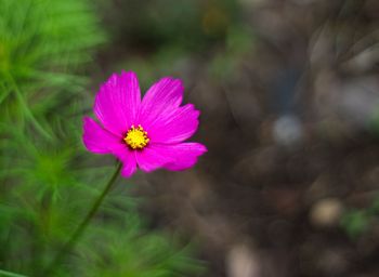 Close-up of pink flower