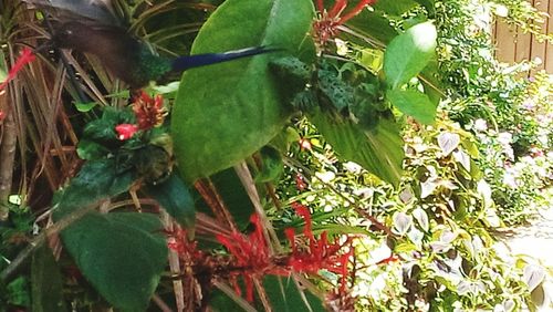 Close-up of plant hanging on tree