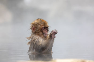 Japanese snow monkey in hot spring