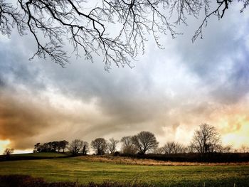 Bare trees on field against sky