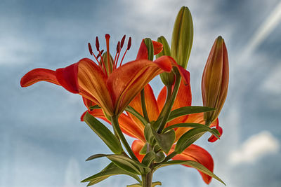 Close-up of orange flowers against wall