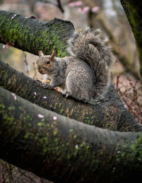 View of squirrel on tree