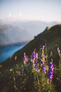 Close-up of purple flowers growing in field