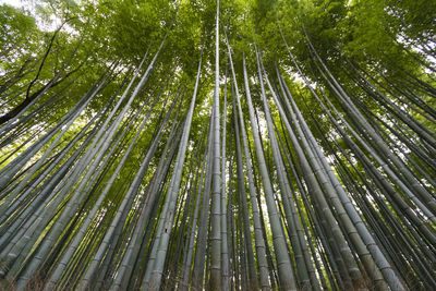 Low angle view of bamboo trees in forest