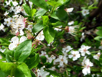 Close-up of bee on white flowers