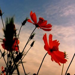 Close-up of red flowering plant against cloudy sky