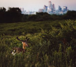 View of deer on field with city buildings in background