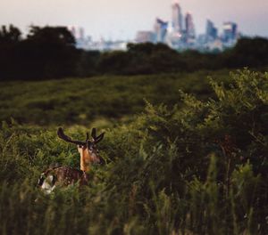 View of deer on field