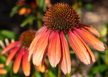 Close-up of red flowering plant