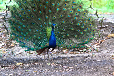 Close-up of peacock