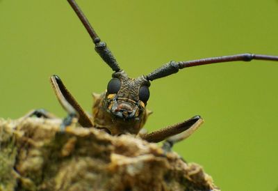 Close-up of insect on leaf