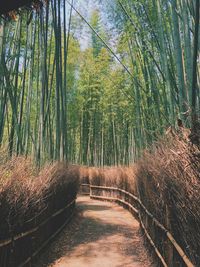 View of bamboo trees in forest