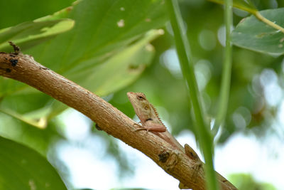 Close-up of lizard on branch