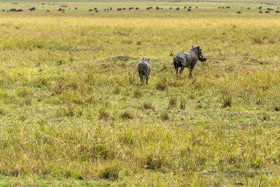 Sheep in a farm