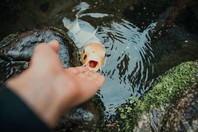 High angle view of hand holding fish swimming