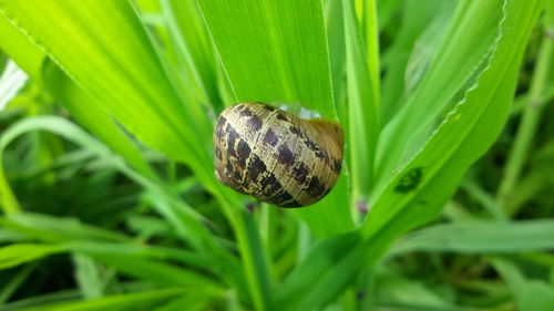 Close-up of insect on plant