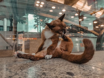 Cat lying in glass window