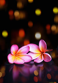 Close-up of pink water lily