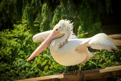 Close-up of pelican