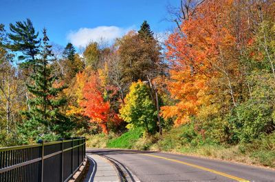 Surface level of road amidst trees against sky