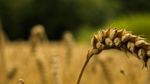 Close-up of wheat