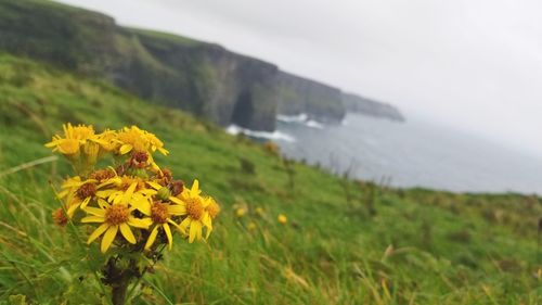 Close-up of yellow flowers growing in field