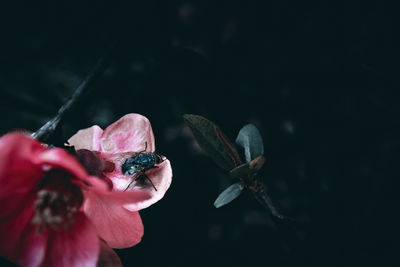 Close-up of bee on flower