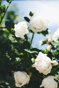 Close-up of rose bouquet