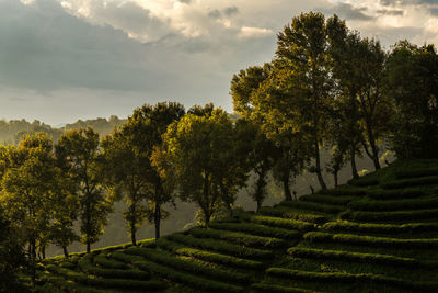 Trees on field against sky