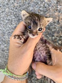 Midsection of woman holding kitten