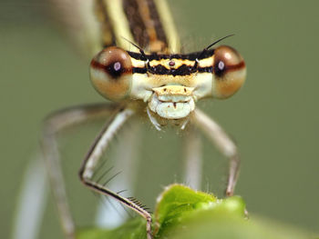 Close-up of insect on leaf