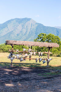 View of horses on field against mountain range