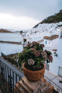 Potted plant