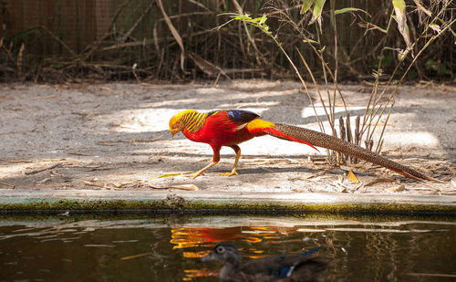 Bird perching on a lake