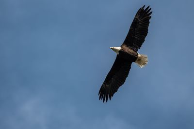 Low angle view of eagle flying in sky