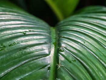 Close-up of leaf