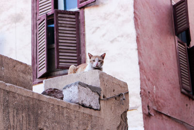 Portrait of a cat on a building