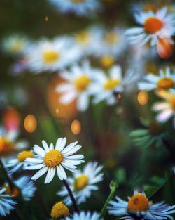 Close-up of white daisy flowers