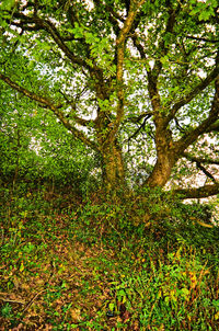 Low angle view of trees in forest