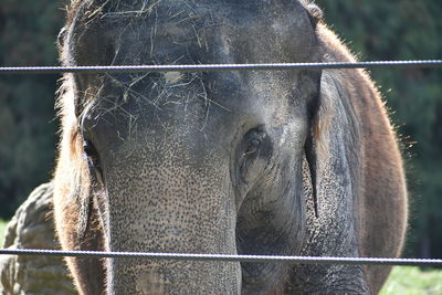 Close-up of horse in zoo