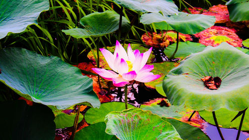 Flowers blooming in garden