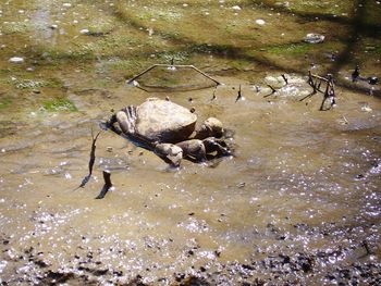 High angle view of crab in lake