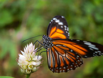 Close-up of butterfly pollinating on flower