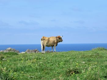 View of a horse on the beach