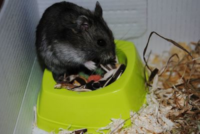 Close-up of pig eating outdoors
