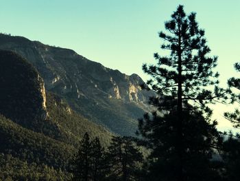 Low angle view of trees on mountain against sky