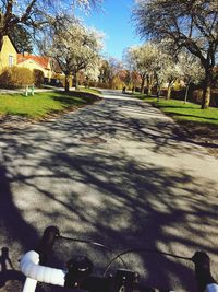 Road along trees