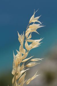 Close-up of flowers against blurred background